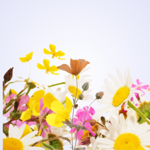 Mindfulness & Nature