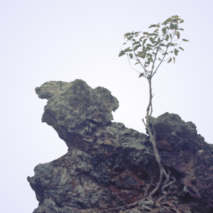 Resilience Training